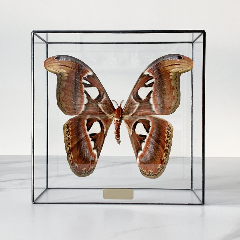 Статуэтка Butterfly Atlas Glass Box Статуэтка Butterfly Atlas Glass Box в Костроме | Loft Concept