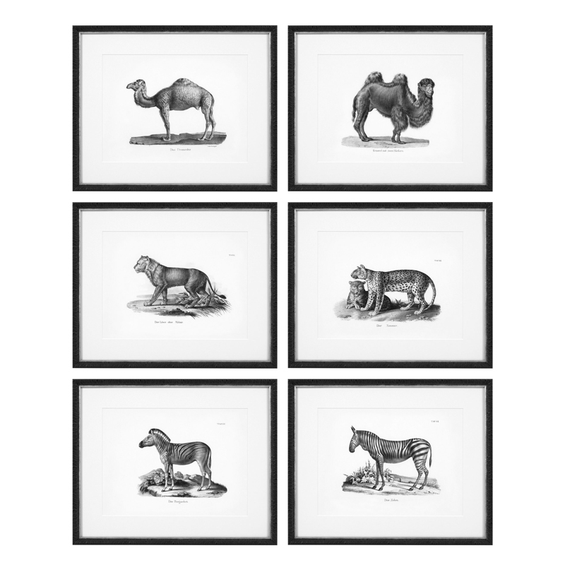 Комплект постеров Eichholtz Prints Historical Animals set of 6 Черный Черно-белый Комплект постеров Eichholtz Prints Historical Animals set of 6 Черный Черно-белый в Костроме | Loft Concept