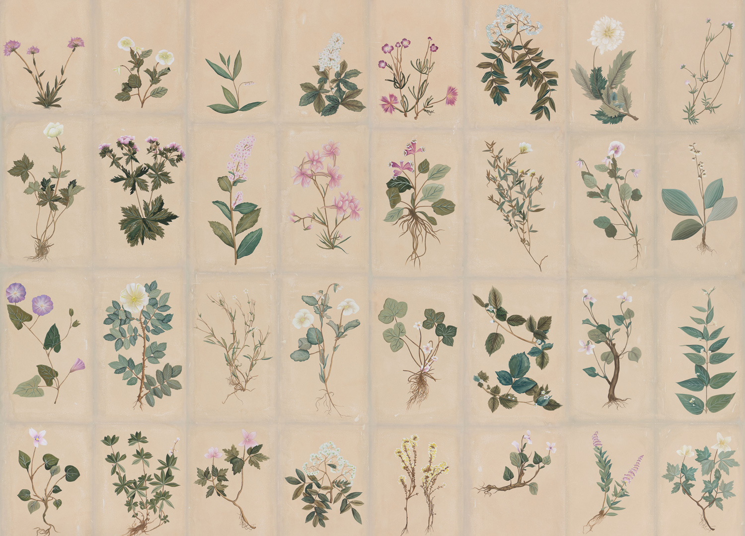 Обои ручная роспись Botanical Studies Cutter colourway Обои ручная роспись Botanical Studies Cutter colourway - постер Loft-Concept в Костроме