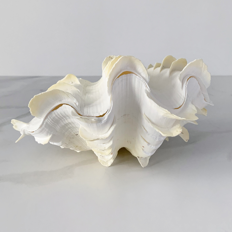Статуэтка Tridacna Squamosa Shell S Статуэтка Tridacna Squamosa Shell S в Костроме | Loft Concept