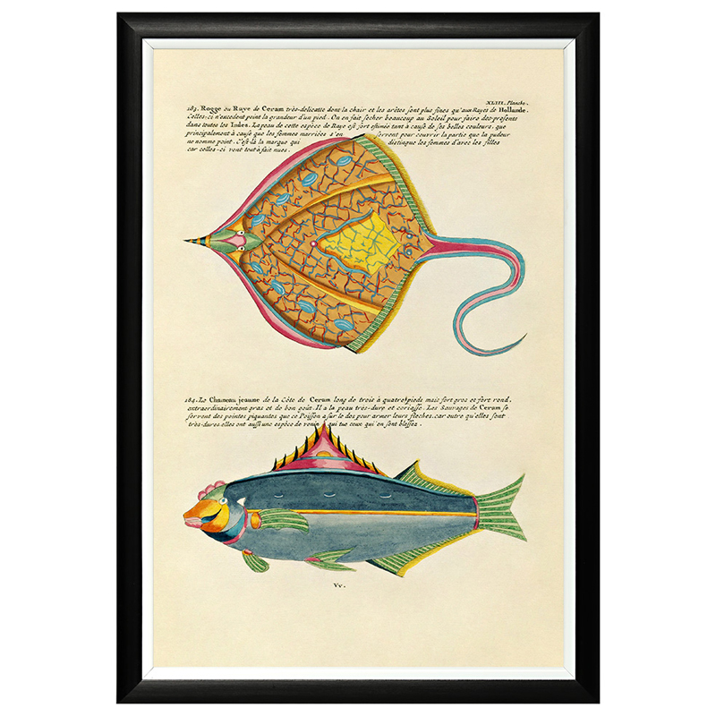Постер в черной раме Fish Guide 25 Мульти Черный Постер в черной раме Fish Guide 25 Мульти Черный в Костроме | Loft Concept
