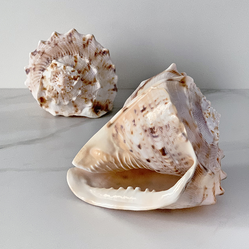Статуэтка Cassis Cornuta Shell Статуэтка Cassis Cornuta Shell в Костроме | Loft Concept