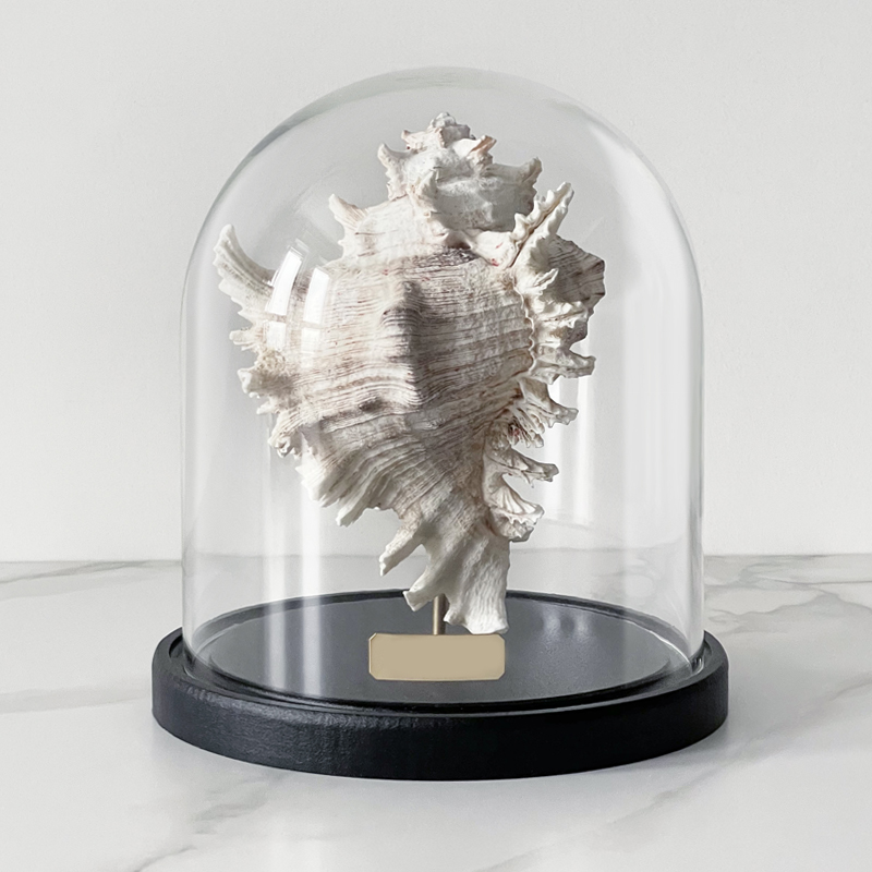 Статуэтка Murex Ramosus Glass Cloche Статуэтка Murex Ramosus Glass Cloche в Костроме | Loft Concept