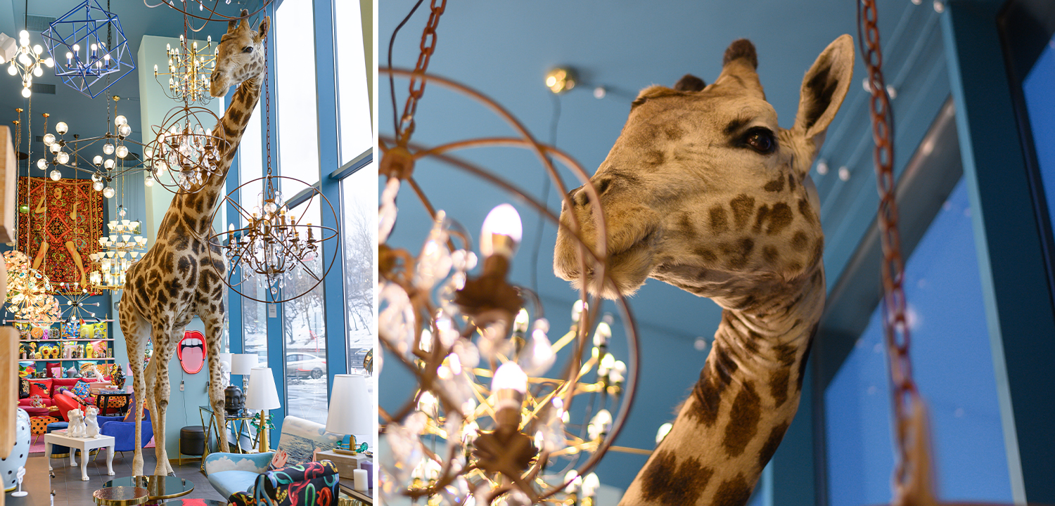 Чучело жирафа Масайский Жираф таксидермия - фото