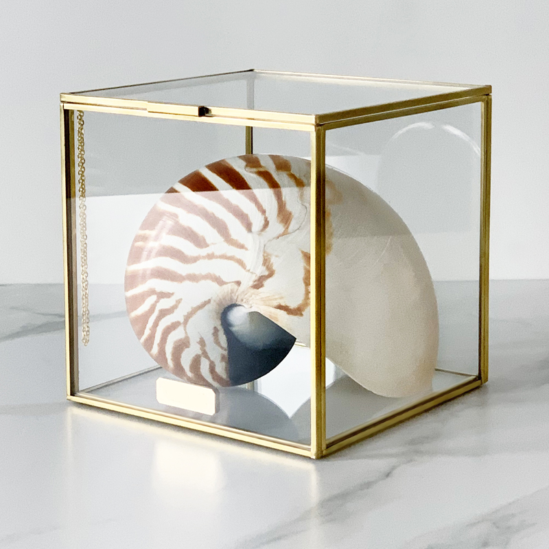 Статуэтка Nautilus Pompilius Glass Box M Статуэтка Nautilus Pompilius Glass Box M в Костроме | Loft Concept
