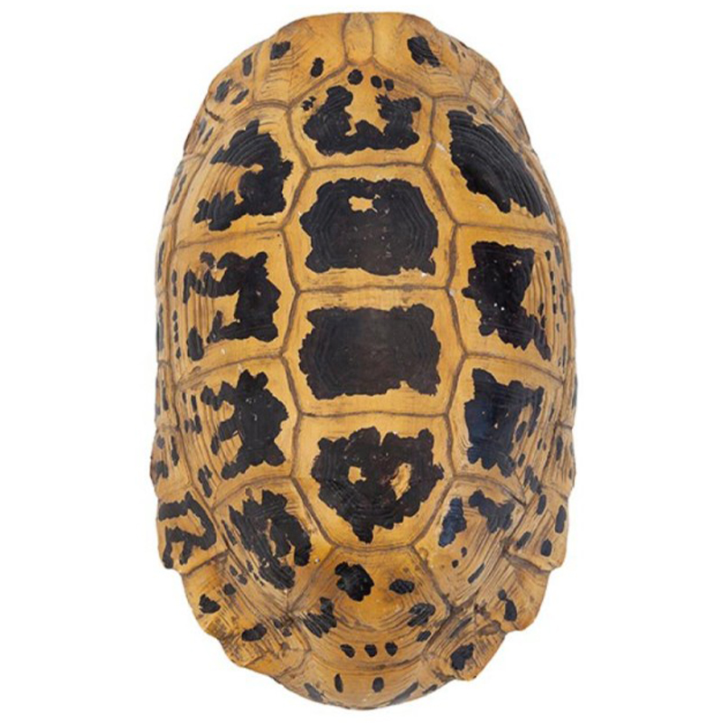 Аксессуар Turtle Hermanni Shell Коричневый Желтый Аксессуар Turtle Hermanni Shell Коричневый Желтый в Костроме | Loft Concept
