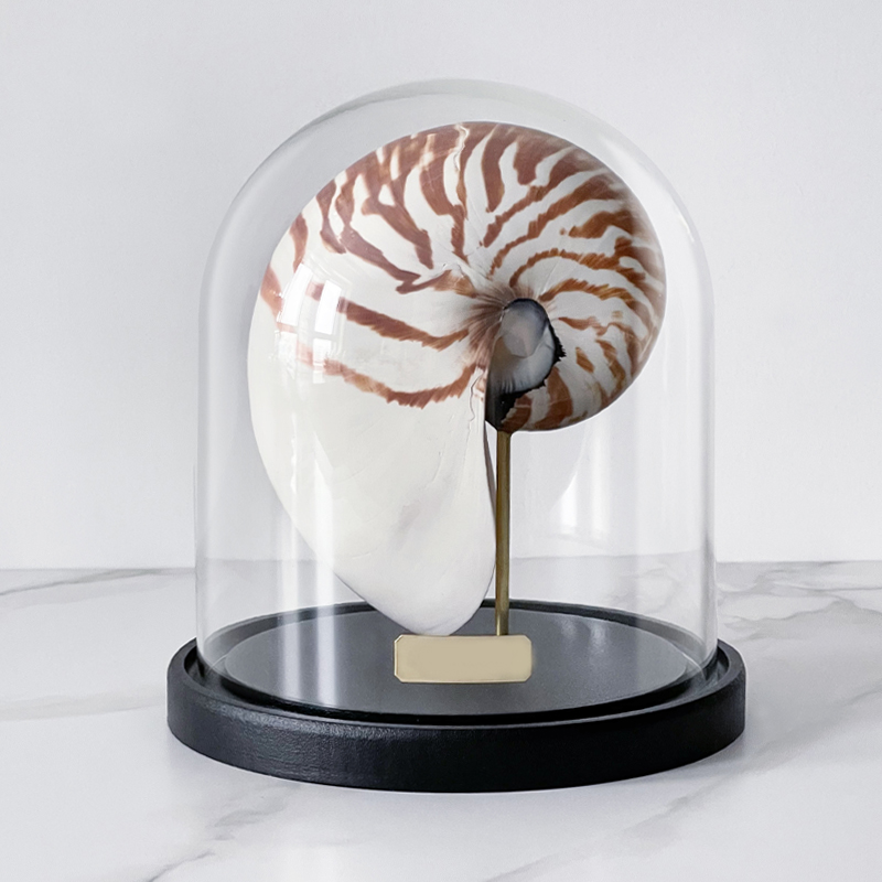 Статуэтка Nautilus Pompilius Glass Cloche Статуэтка Nautilus Pompilius Glass Cloche в Костроме | Loft Concept