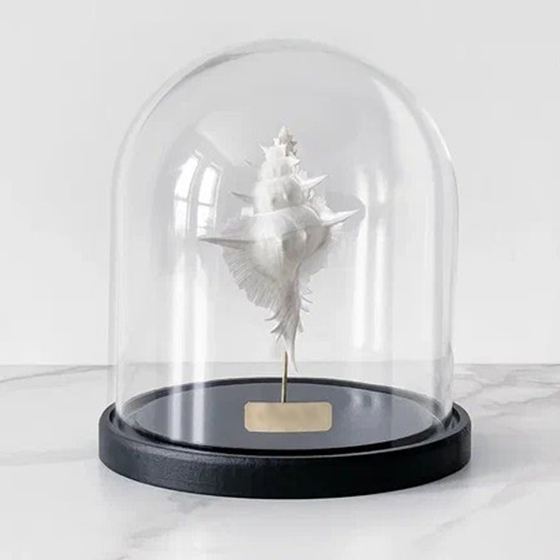 Статуэтка Murex Alabaster Glass Cloche Статуэтка Murex Alabaster Glass Cloche в Костроме | Loft Concept