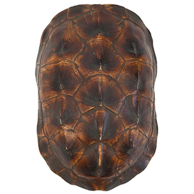 Аксессуар Turtle Shell Natural Brown Коричневый Аксессуар Turtle Shell Natural Brown Коричневый в Костроме | Loft Concept