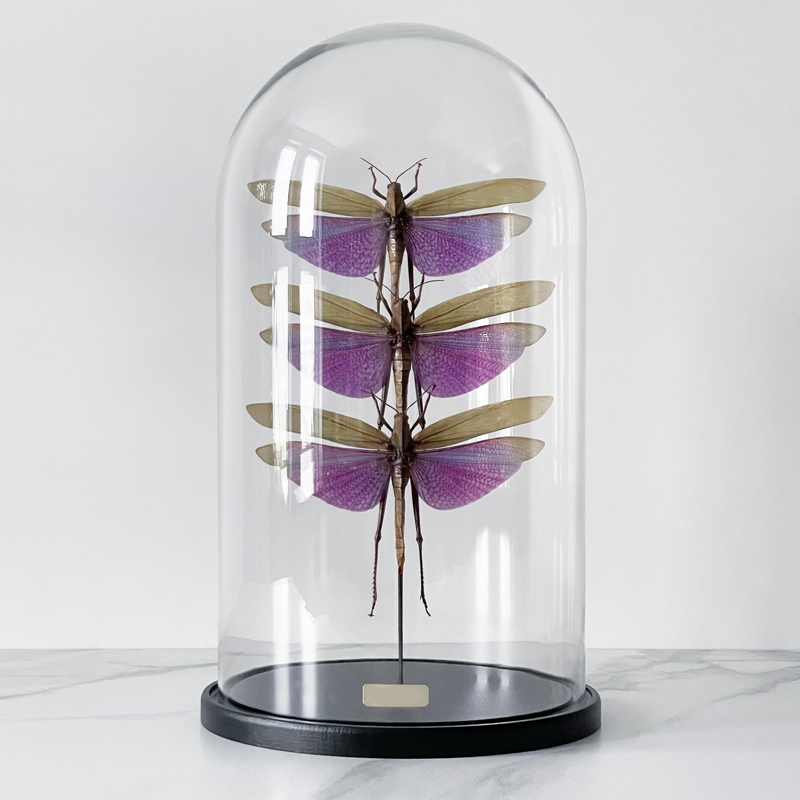 Статуэтка 3 Grasshoppers Titanacris Albipes Glass Cloche Статуэтка 3 Grasshoppers Titanacris Albipes Glass Cloche в Костроме | Loft Concept
