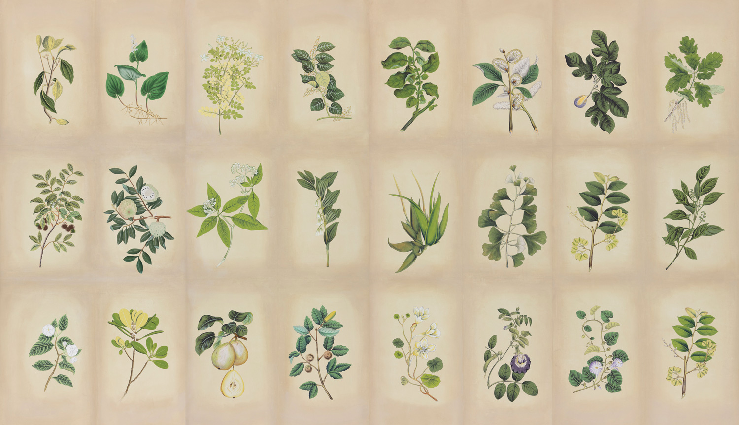 Обои ручная роспись Botanical Studies Linnaeus colourway Обои ручная роспись Botanical Studies Linnaeus colourway - постер Loft-Concept в Костроме