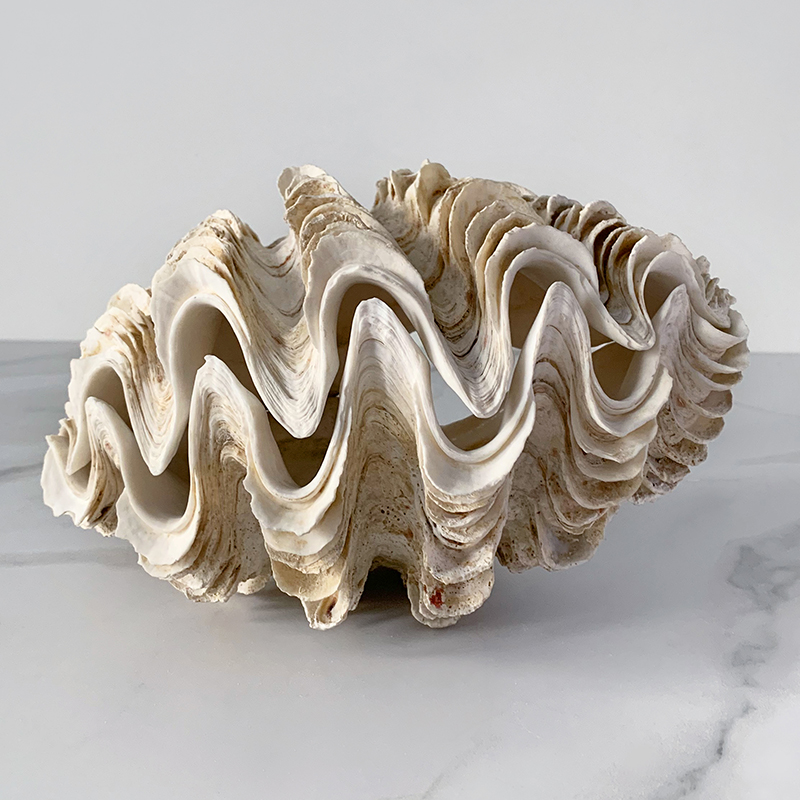 Статуэтка Tridacna Maxima Shell Статуэтка Tridacna Maxima Shell в Костроме | Loft Concept