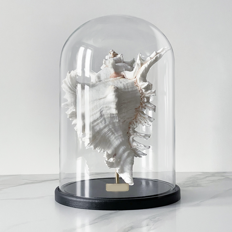 Статуэтка Murex Ramosus Glass Cloche XL Статуэтка Murex Ramosus Glass Cloche XL в Костроме | Loft Concept