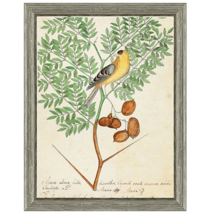 Постер Paradise Bird On Branch  в Костроме | Loft Concept 