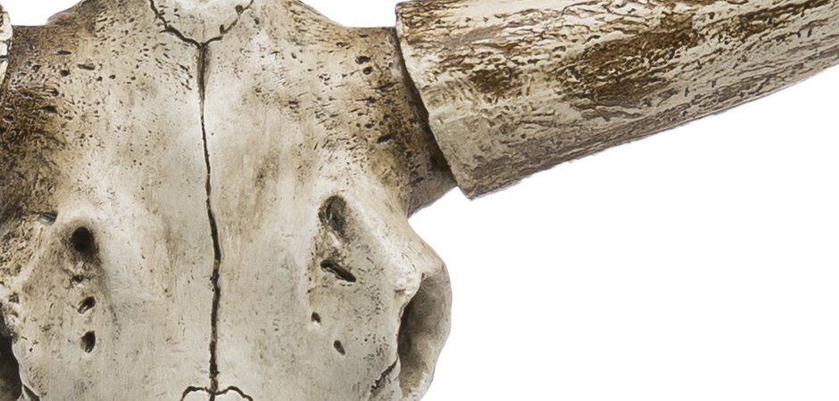 Череп быка Bull Skull Череп быка Bull Skull - Loft-Concept в Костроме