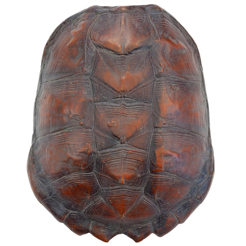 Аксессуар Turtle Shell Big Natural Коричневый Аксессуар Turtle Shell Big Natural Коричневый в Костроме | Loft Concept