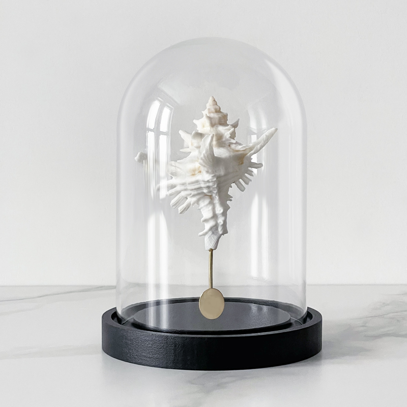 Статуэтка Murex Saharicus Glass Cloche Статуэтка Murex Saharicus Glass Cloche в Костроме | Loft Concept