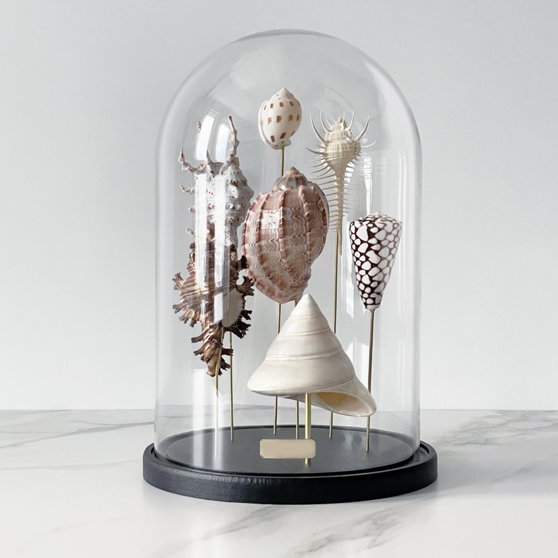 Статуэтка Shell Collection Glass Cloche 2 Статуэтка Shell Collection Glass Cloche 2 в Костроме | Loft Concept