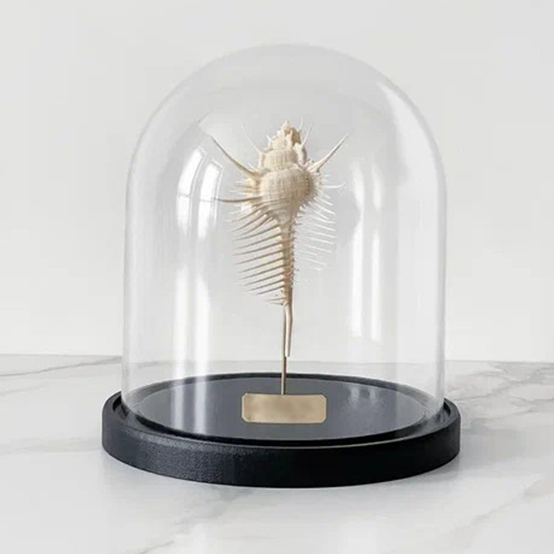 Статуэтка Murex Pecten Glass Cloche Статуэтка Murex Pecten Glass Cloche в Костроме | Loft Concept