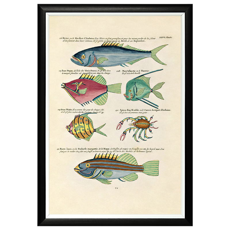 Постер в черной раме Fish Guide 15 Мульти Черный в Костроме | Loft Concept 