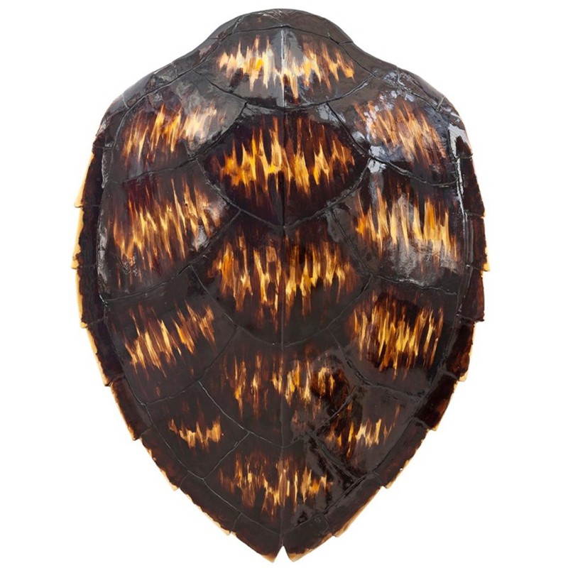 Аксессуар Turtle Shell Motley Natural Коричневый Желтый Аксессуар Turtle Shell Motley Natural Коричневый Желтый в Костроме | Loft Concept