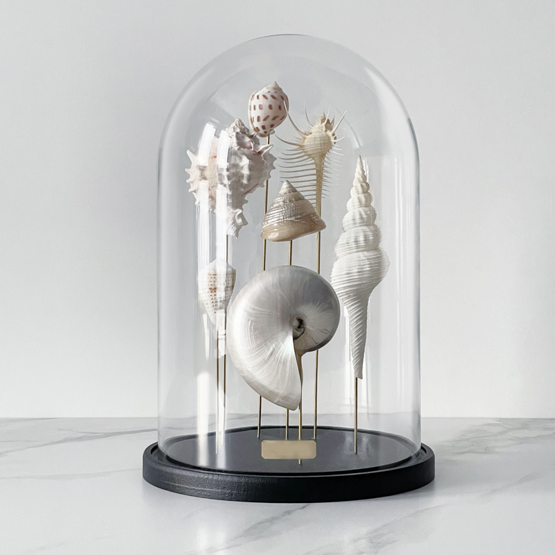 Статуэтка Shell Collection Glass Cloche 1 Статуэтка Shell Collection Glass Cloche 1 в Костроме | Loft Concept