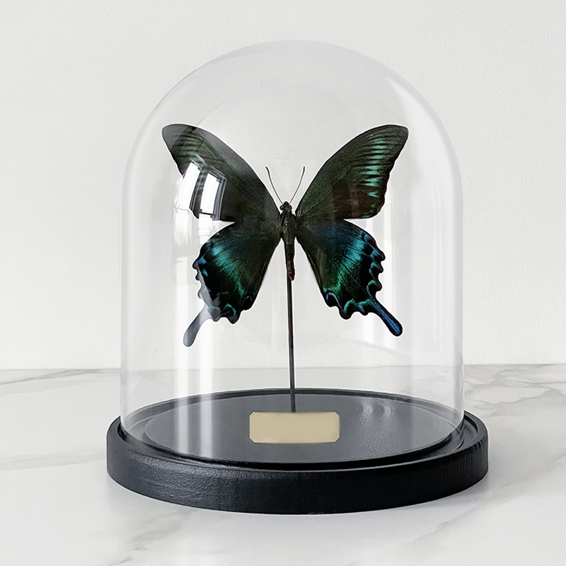 Статуэтка Butterfly Sailboat Maaka Glass Cloche Статуэтка Butterfly Sailboat Maaka Glass Cloche в Костроме | Loft Concept