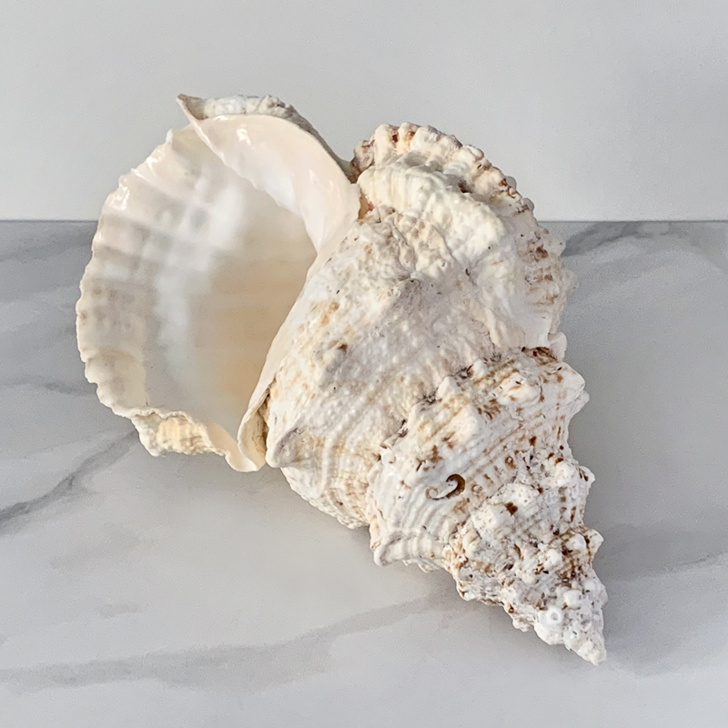 Статуэтка Bursa Bubo Shell Статуэтка Bursa Bubo Shell в Костроме | Loft Concept
