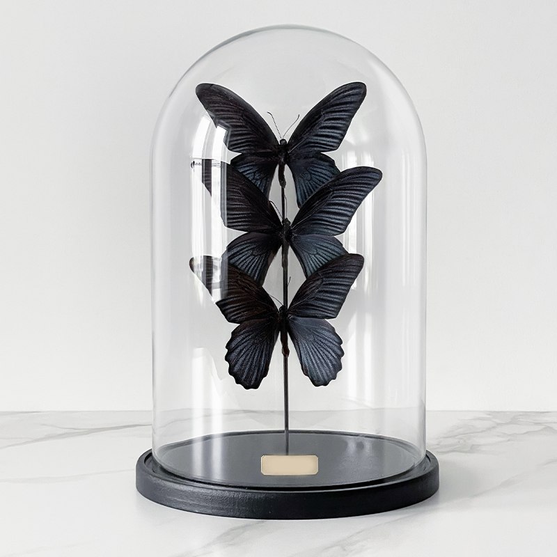 Статуэтка 3 Butterflies Papilio Memnon Glass Cloche Статуэтка 3 Butterflies Papilio Memnon Glass Cloche в Костроме | Loft Concept
