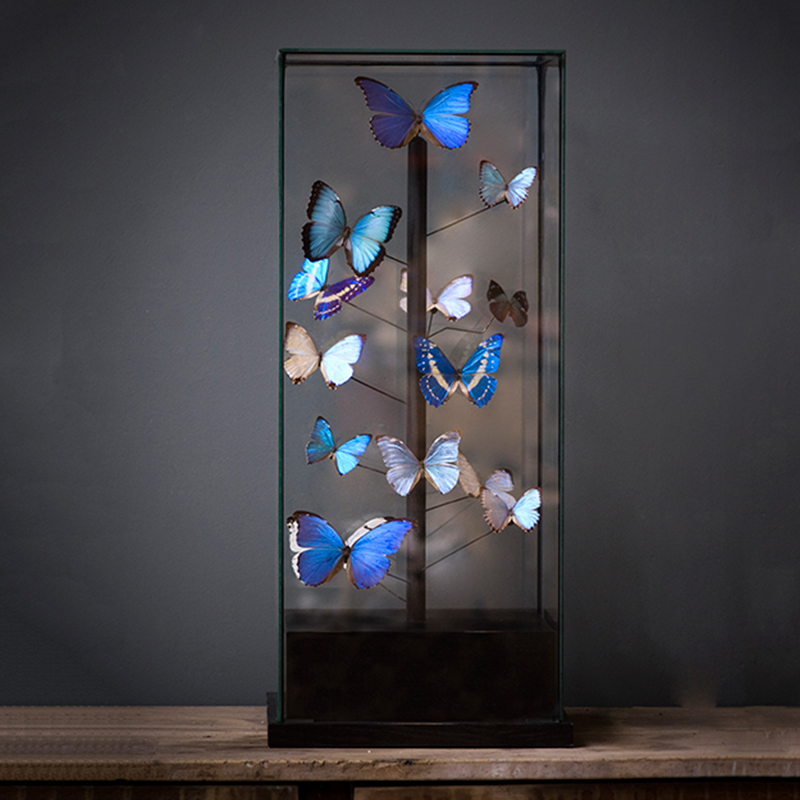 Статуэтка 14 Blue Butterflies Morphos Glass Box Статуэтка 14 Blue Butterflies Morphos Glass Box в Костроме | Loft Concept