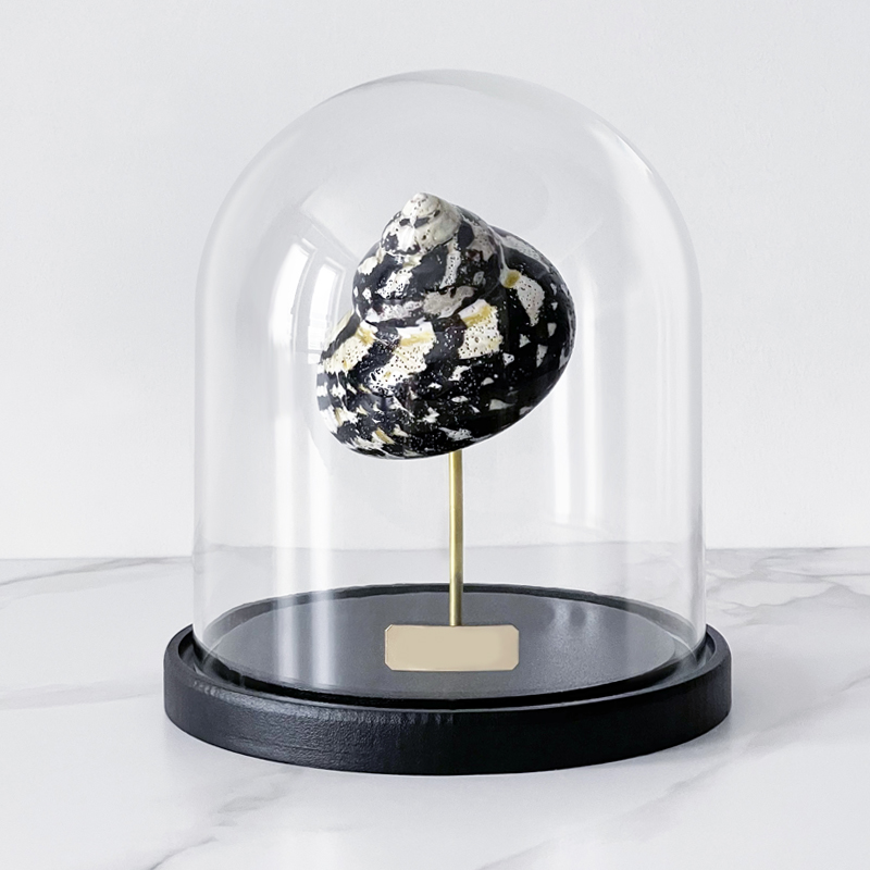 Статуэтка Turbo Cittarium Pica Glass Cloche Статуэтка Turbo Cittarium Pica Glass Cloche в Костроме | Loft Concept