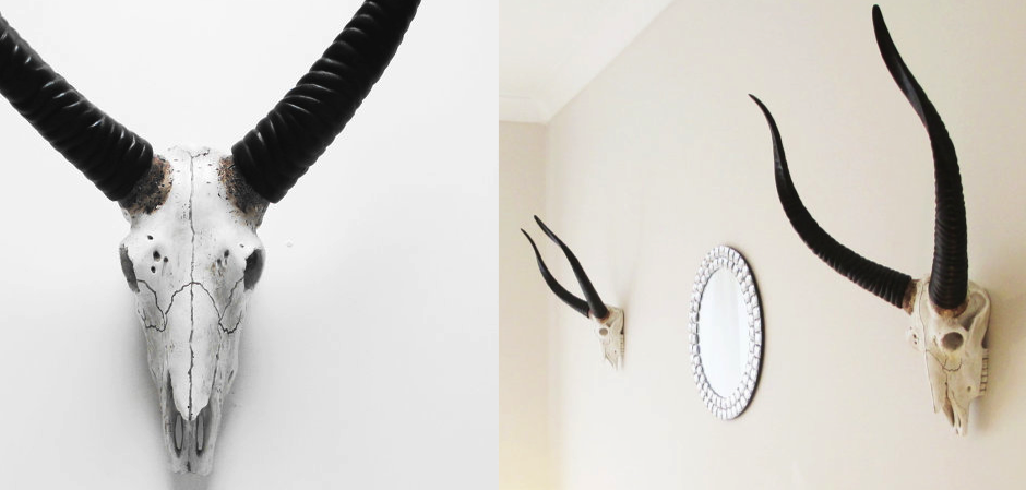 Череп антилопы с черными рогами - Loft-Concept в Костроме