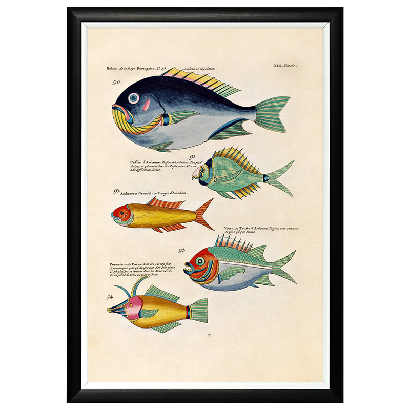 Постер в черной раме Fish Guide 12 Мульти Черный Постер в черной раме Fish Guide 12 Мульти Черный в Костроме | Loft Concept