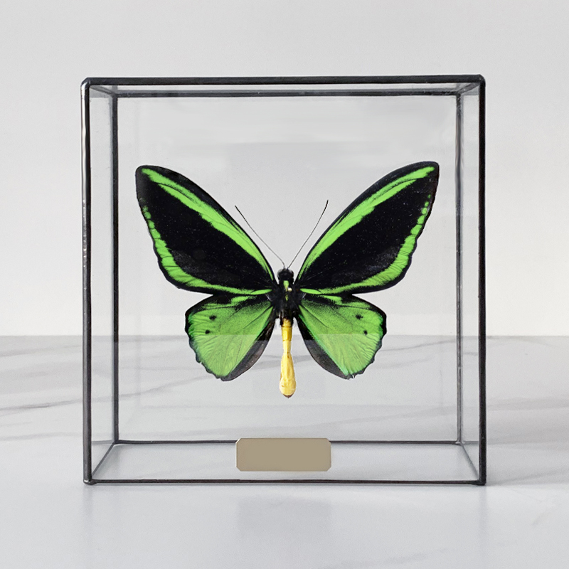 Статуэтка Butterfly Priamus Poseidon Glass Box Статуэтка Butterfly Priamus Poseidon Glass Box в Костроме | Loft Concept