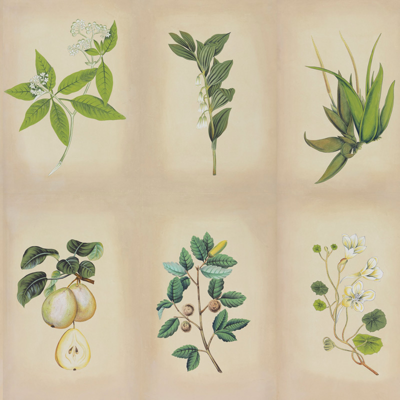 Обои ручная роспись Botanical Studies Linnaeus colourway Обои ручная роспись Botanical Studies Linnaeus colourway в Костроме | Loft Concept