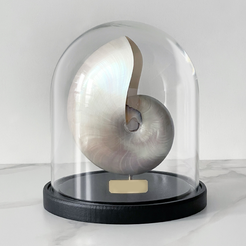 Статуэтка Nautilus Pompilius Nacre Glass Cloche Статуэтка Nautilus Pompilius Nacre Glass Cloche в Костроме | Loft Concept