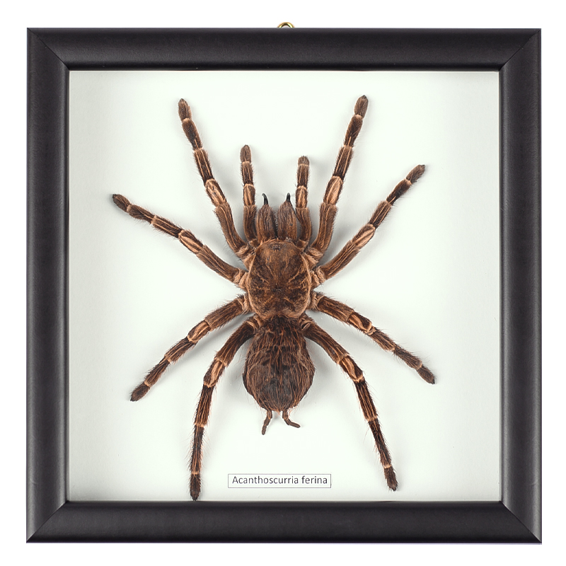 Аксессуар на стену Паук Acanthoscurria Ferina Коричневый Белый Черный Аксессуар на стену Паук Acanthoscurria Ferina Коричневый Белый Черный в Костроме | Loft Concept