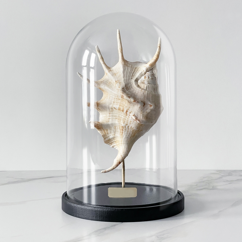 Статуэтка Lambis Glass Cloche Статуэтка Lambis Glass Cloche в Костроме | Loft Concept