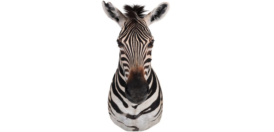Голова зебры Burchellii Чучело таксидермия ZEBRA SHM RIGHT Голова зебры Burchellii Чучело таксидермия ZEBRA SHM RIGHT - Loft-Concept в Костроме
