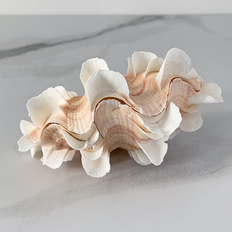 Статуэтка Tridacna Shell XS Статуэтка Tridacna Shell XS в Костроме | Loft Concept