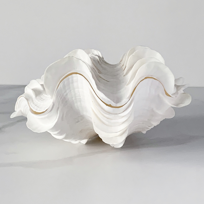Статуэтка Tridacna Squamosa Shell Статуэтка Tridacna Squamosa Shell в Костроме | Loft Concept