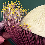 Статуэтка фантастический фрукт Exotic Tropical Fruit orange and white 67 варинант исполнения - 2 | Loft Concept в Костроме