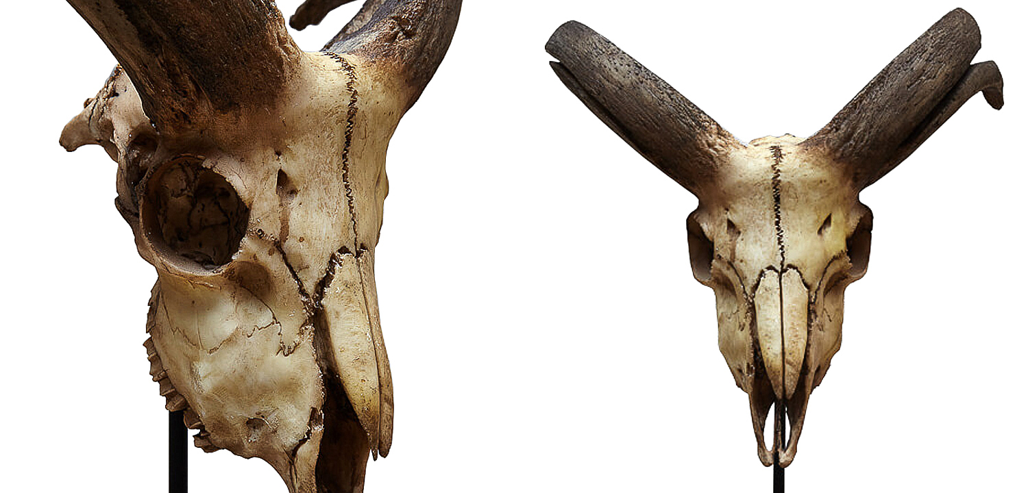 Аксессуар Goat Skull Аксессуар Goat Skull - Loft-Concept в Костроме