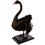 Настоящее чучело черного лебедя Black Swan варинант исполнения - 2 | Loft Concept в Костроме