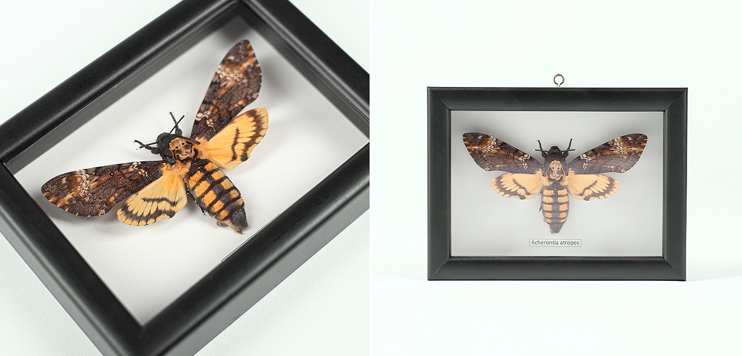 Аксессуар на стену Бабочка Acherontia atropos - Loft-Concept в Костроме