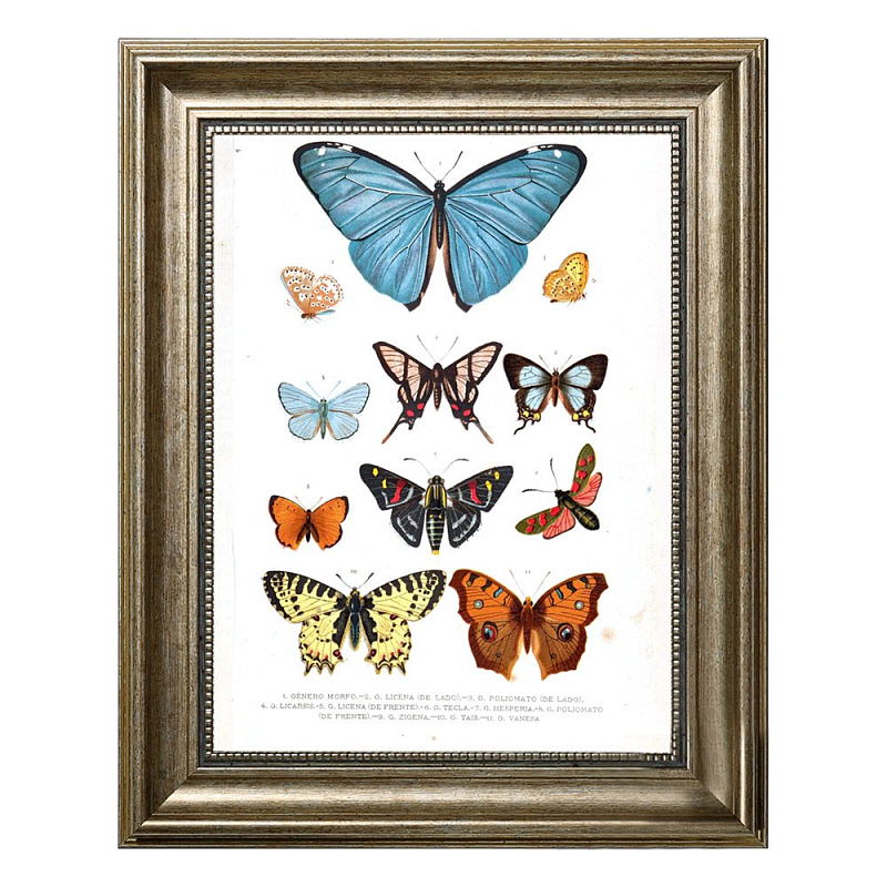 Постер Blue Butterfly Постер Blue Butterfly в Костроме | Loft Concept