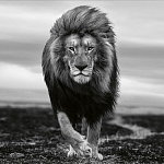 Книга Beusker. Look into my Eyes варинант исполнения - 7 | Loft Concept в Костроме