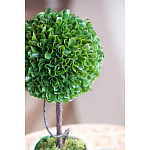 Декоративный искусственное растение Single boxwood варинант исполнения - 7 | Loft Concept в Костроме