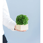 Декоративный искусственное растение Square boxwood варинант исполнения - 7 | Loft Concept в Костроме