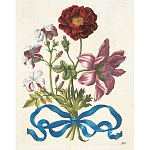 Книга цветов 22 постера Maria Sibylla Merian: 22 Pull-Out Posters варинант исполнения - 3 | Loft Concept в Костроме